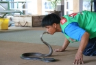 泰国曼谷眼镜蛇村 人人敢玩蛇