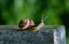 庭院蜗牛